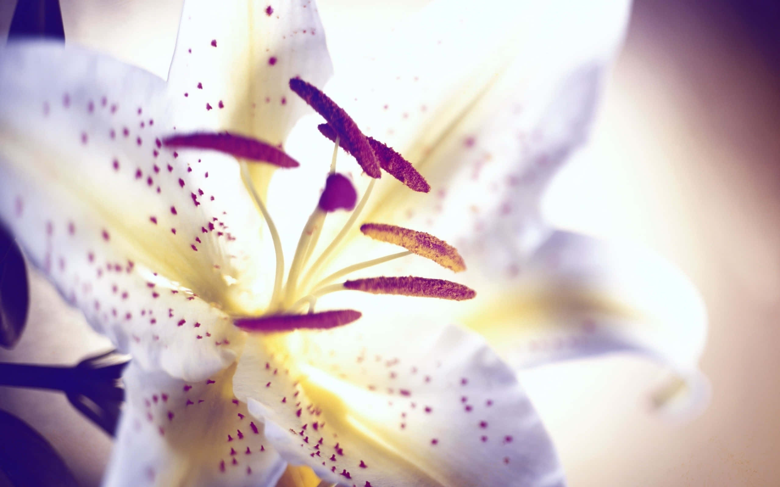 lily 桌布 壁紙 — 白色百合花的特寫，帶有紫色斑點和雄蕊，在溫暖的逆光中柔和發光。