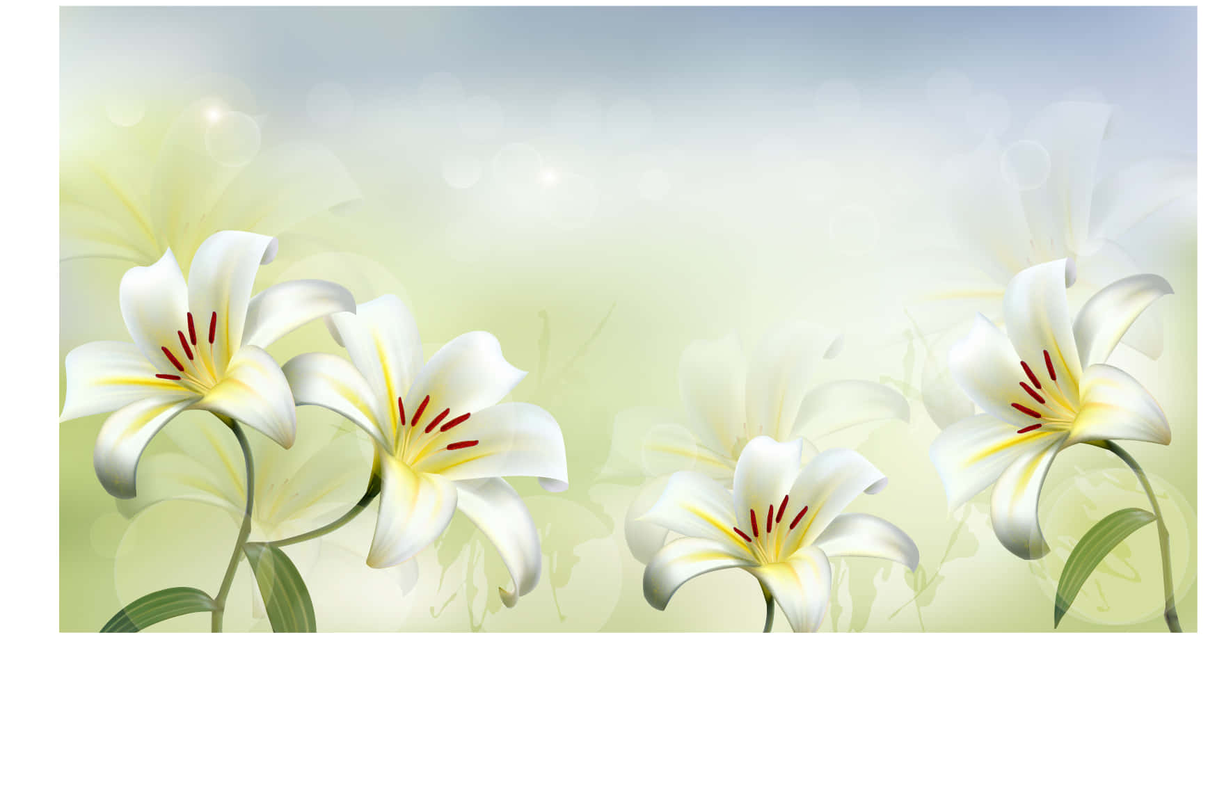 白色百合花背景，帶模糊效果 壁紙