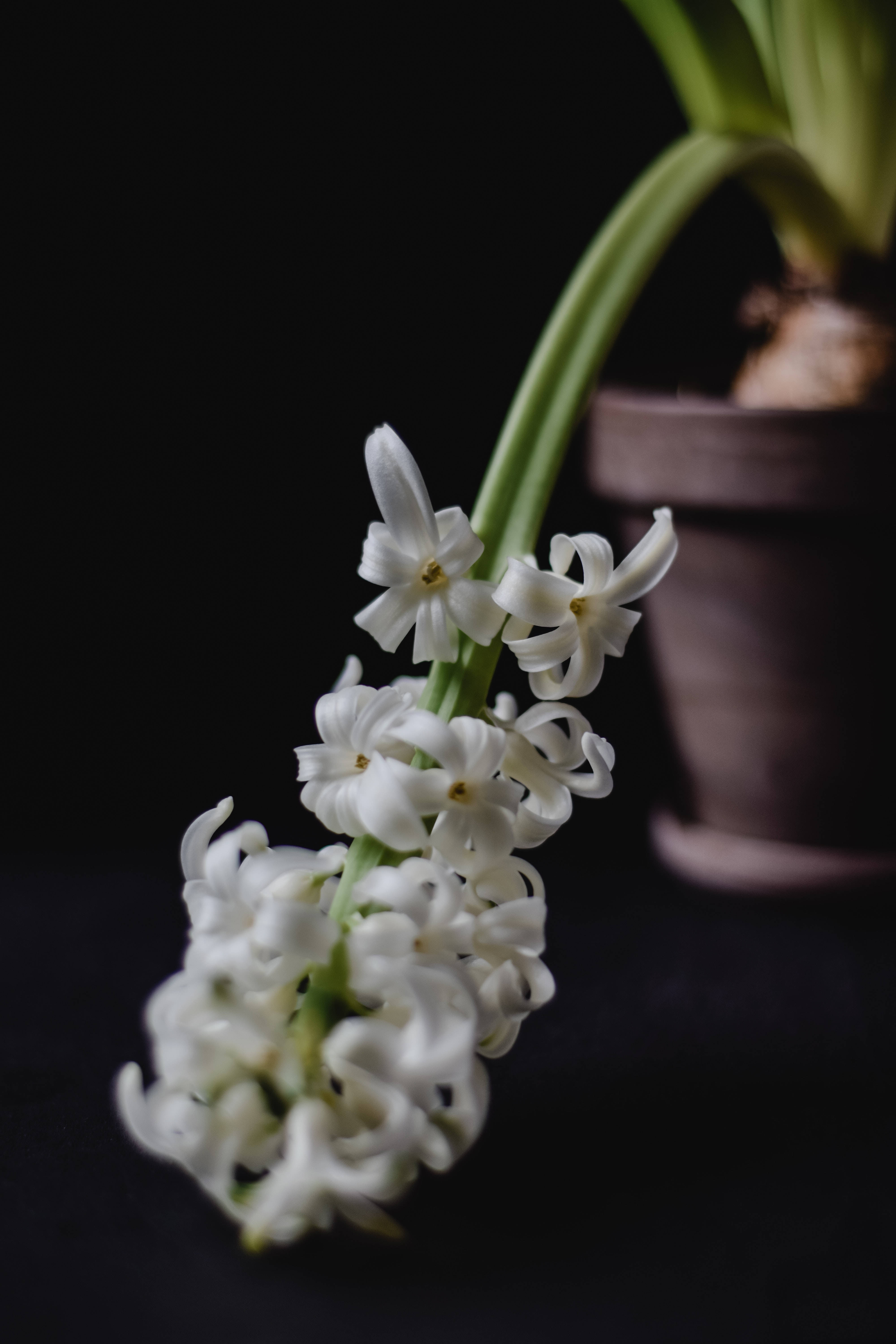 白色盆栽風信子花 壁紙 — 一簇精緻的白色風信子花朵在柔和的燈光下，在純黑色背景上綻放。
