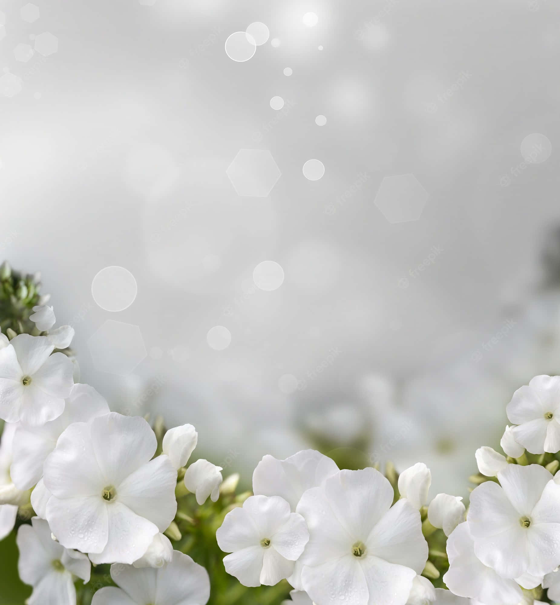 White Flowers 桌布 壁紙 — 白色福祿考花帶著露珠，在帶有六角形光暈的明亮散景背景下柔和綻放。