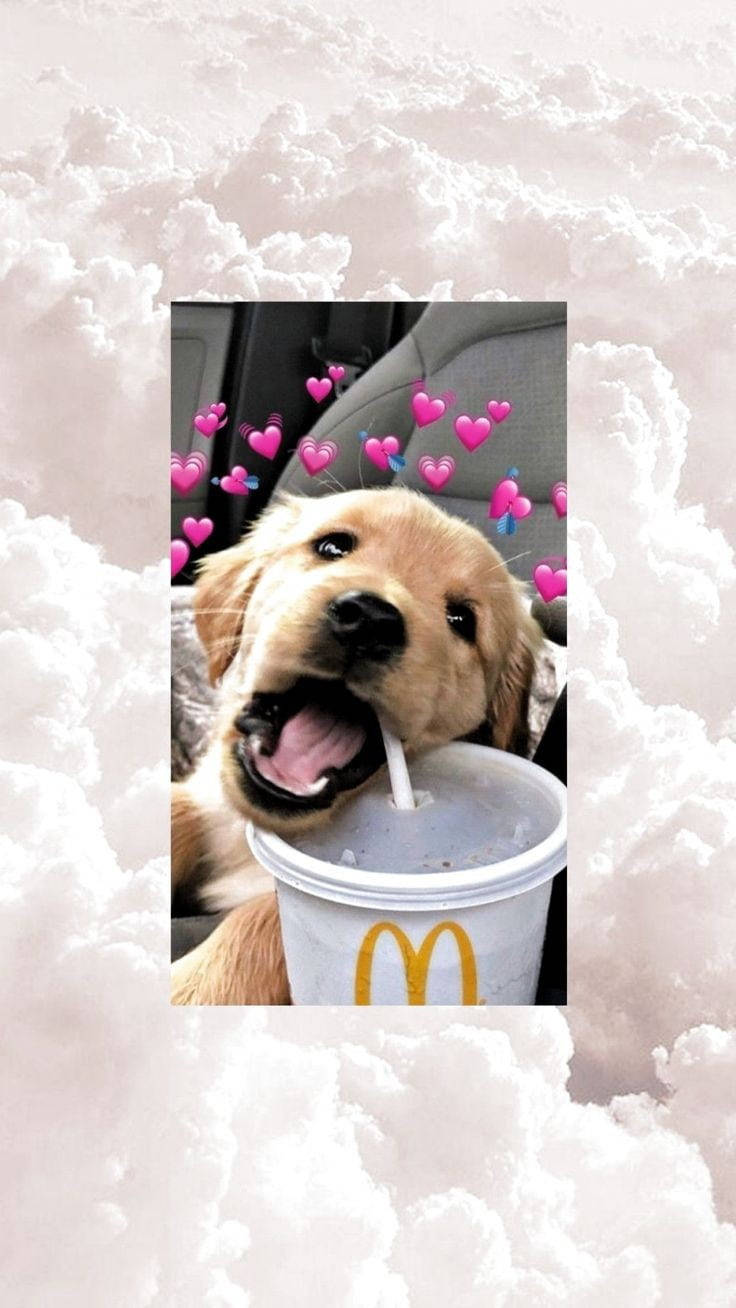 一隻金毛尋回犬幼犬從麥當勞杯中飲水，周圍有漂浮的粉紅色心形。