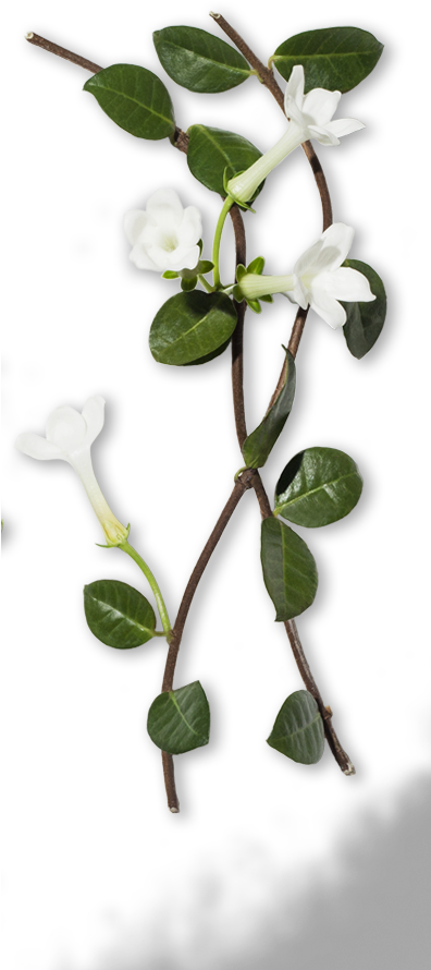 白色紫羅蘭花藤 壁紙 — 一條精緻的樹枝，帶有白色喇叭形花朵和光澤的綠葉，襯托在純黑色背景上。