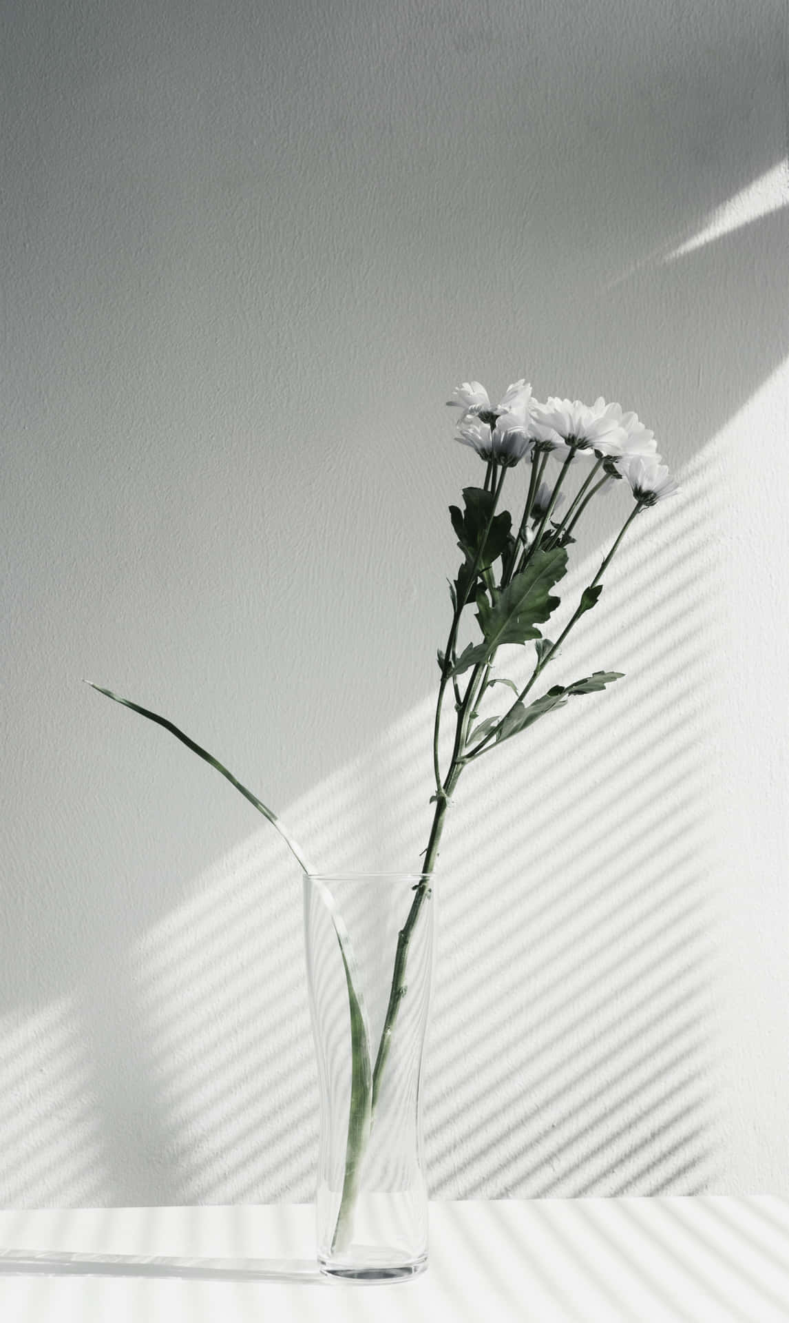 玻璃花瓶中的白色雛菊，在強烈陽光下在牆上投下條紋陰影。