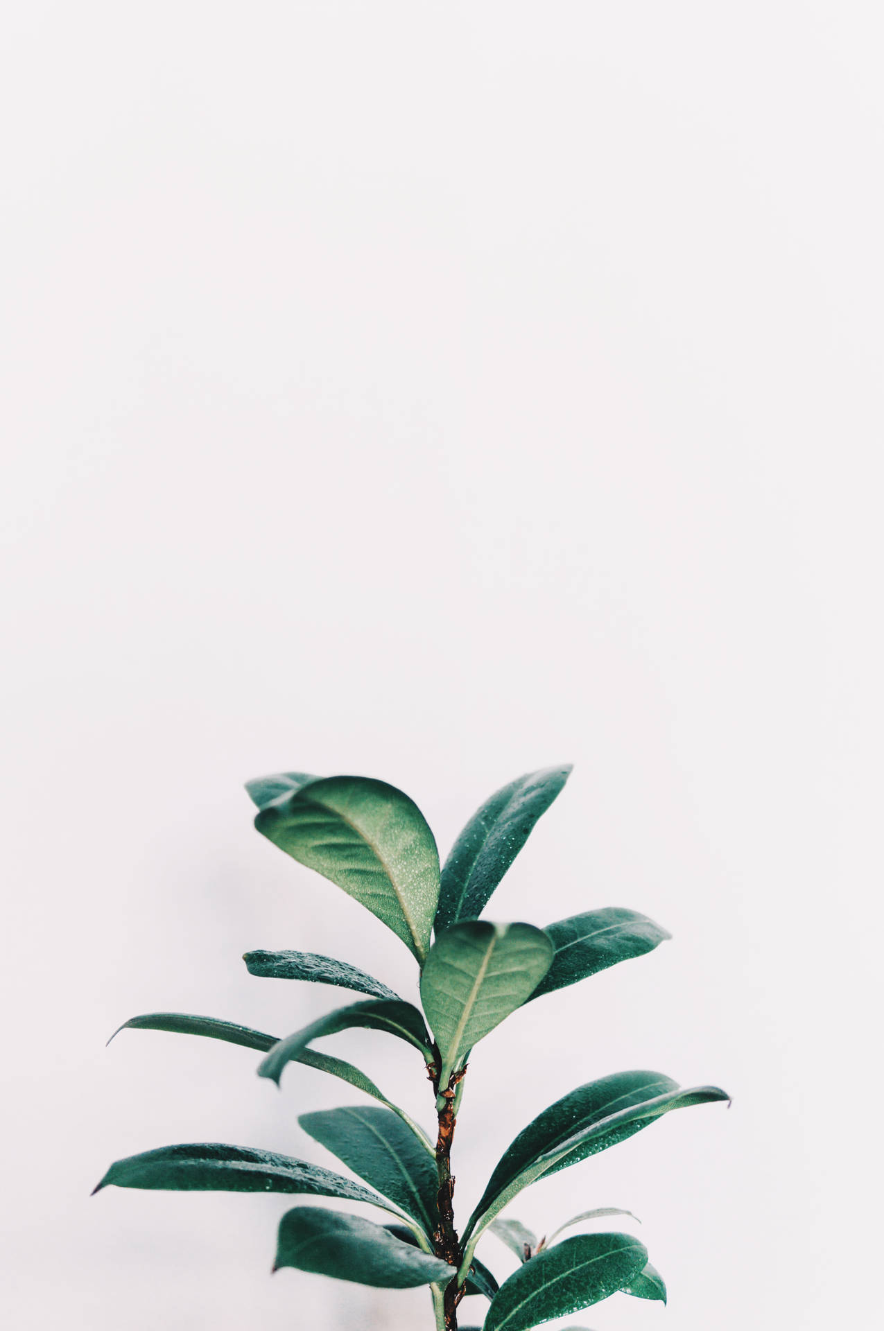白色美學綠葉植物 壁紙 — 一根帶有葉子的綠色植物莖在極簡白色背景上豎立，帶有柔和陰影。
