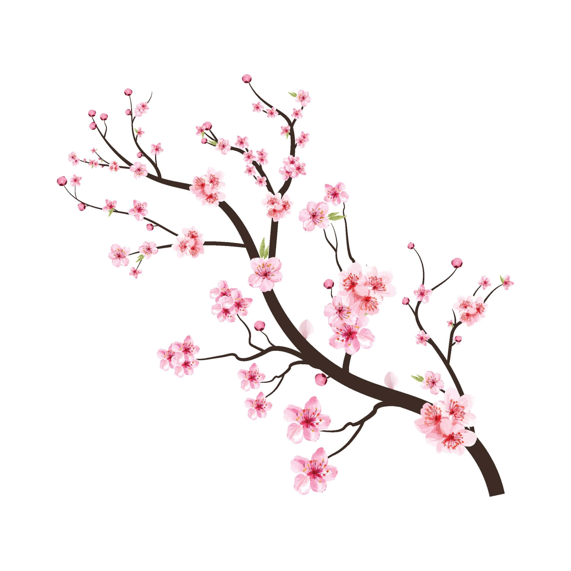 白色背景上的櫻花枝 壁紙