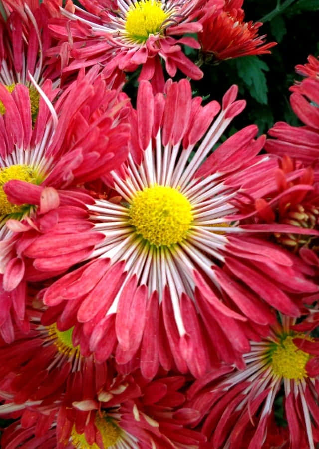 白色背景上的鮮豔橙色菊花 壁紙 — 鮮豔的粉紅色菊花，花瓣尖端白色，花心亮黃，在深綠色葉片中密集盛開。