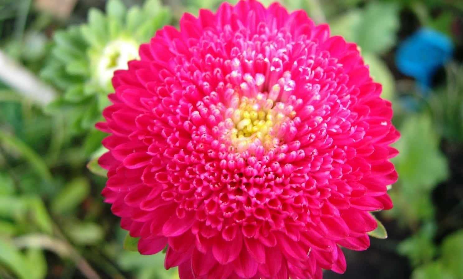 白色背景上的鮮豔粉紅色菊花 壁紙 — 一朵鮮豔的粉紅色菊花，花瓣層層疊疊，中心黃色，在柔和的綠色模糊背景下盛開。
