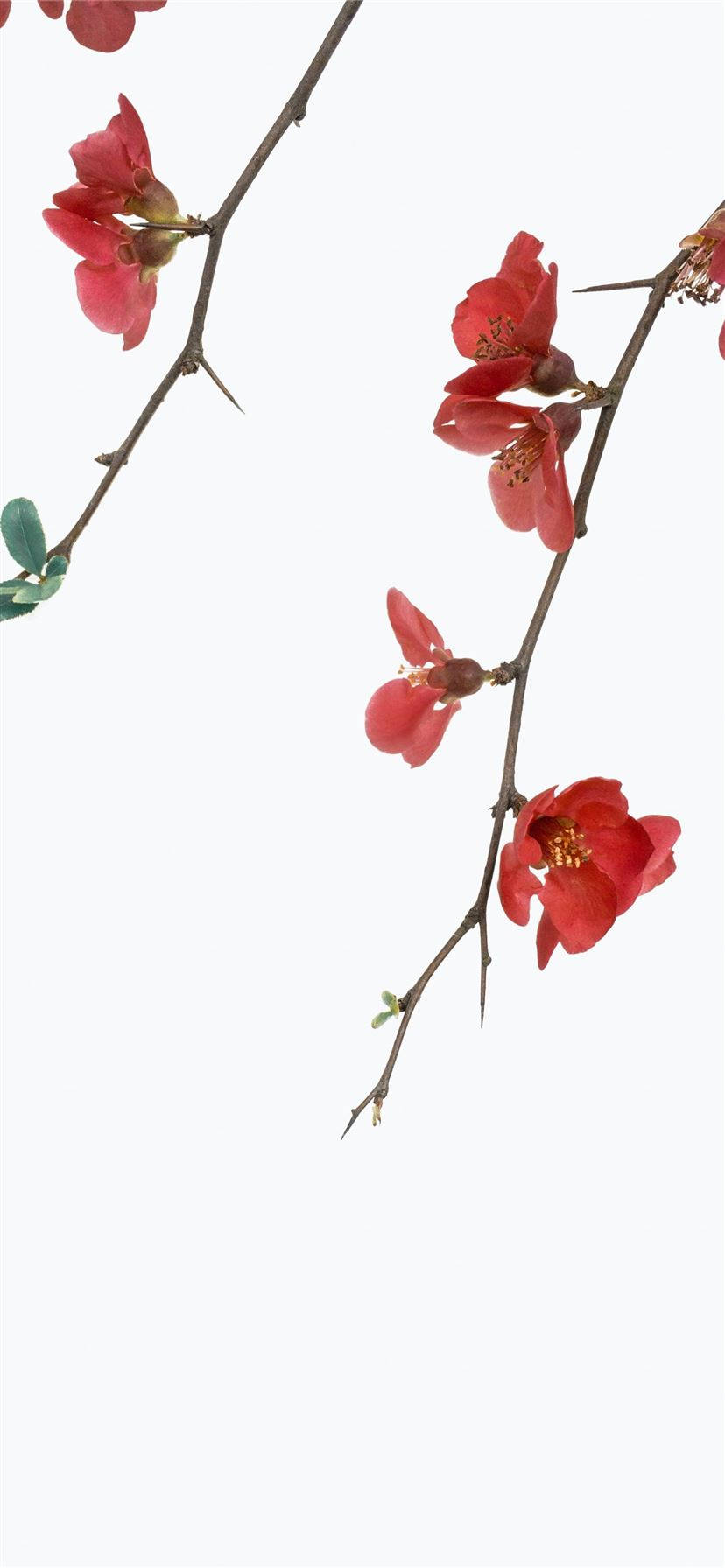 白色背景紅花瓣花 iPhone 壁紙 — 細膩的紅色花朵在帶刺的枝條上綻放，襯以潔淨的白色背景和微妙的綠葉。