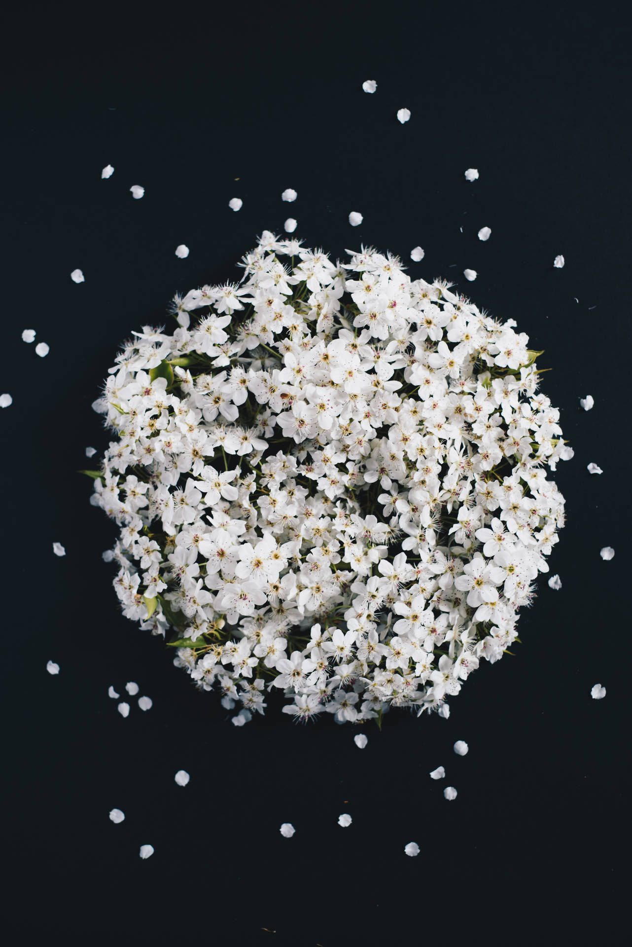 白色櫻花在黑色背景上排列成圓形簇，散落著花瓣。 — 深色花卉 壁紙