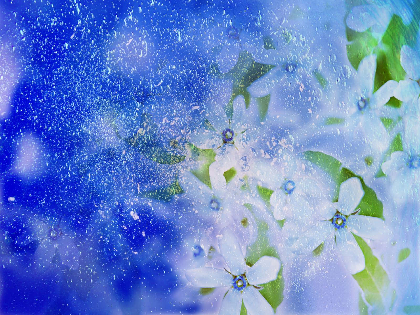 Winter Flowers 桌布 壁紙 — 白色花朵帶有藍色花心，在點綴著閃爍粒子的夢幻藍色背景上柔和綻放。
