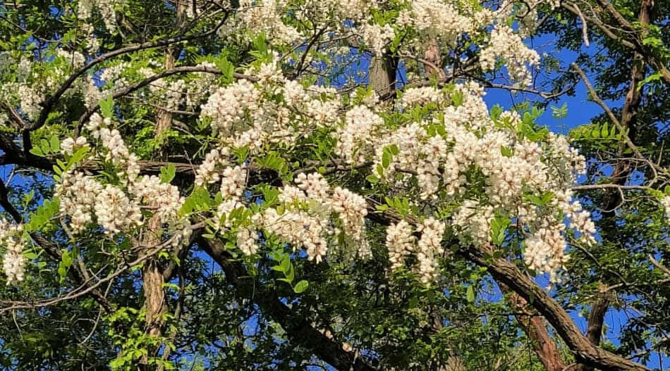 Black Locust 桌布 壁紙 — 白色花朵從樹枝上傾瀉而下，映襯著鮮豔的藍天，呈現陽光明媚的自然景象。