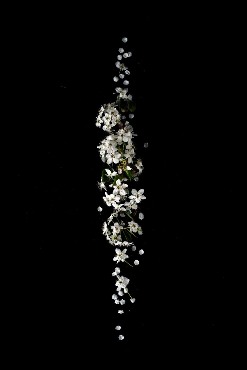 白色花朵懸掛的智慧iPhone 壁紙 — 精緻的白色花朵和綠葉垂直傾瀉，在純黑色背景上飄動。