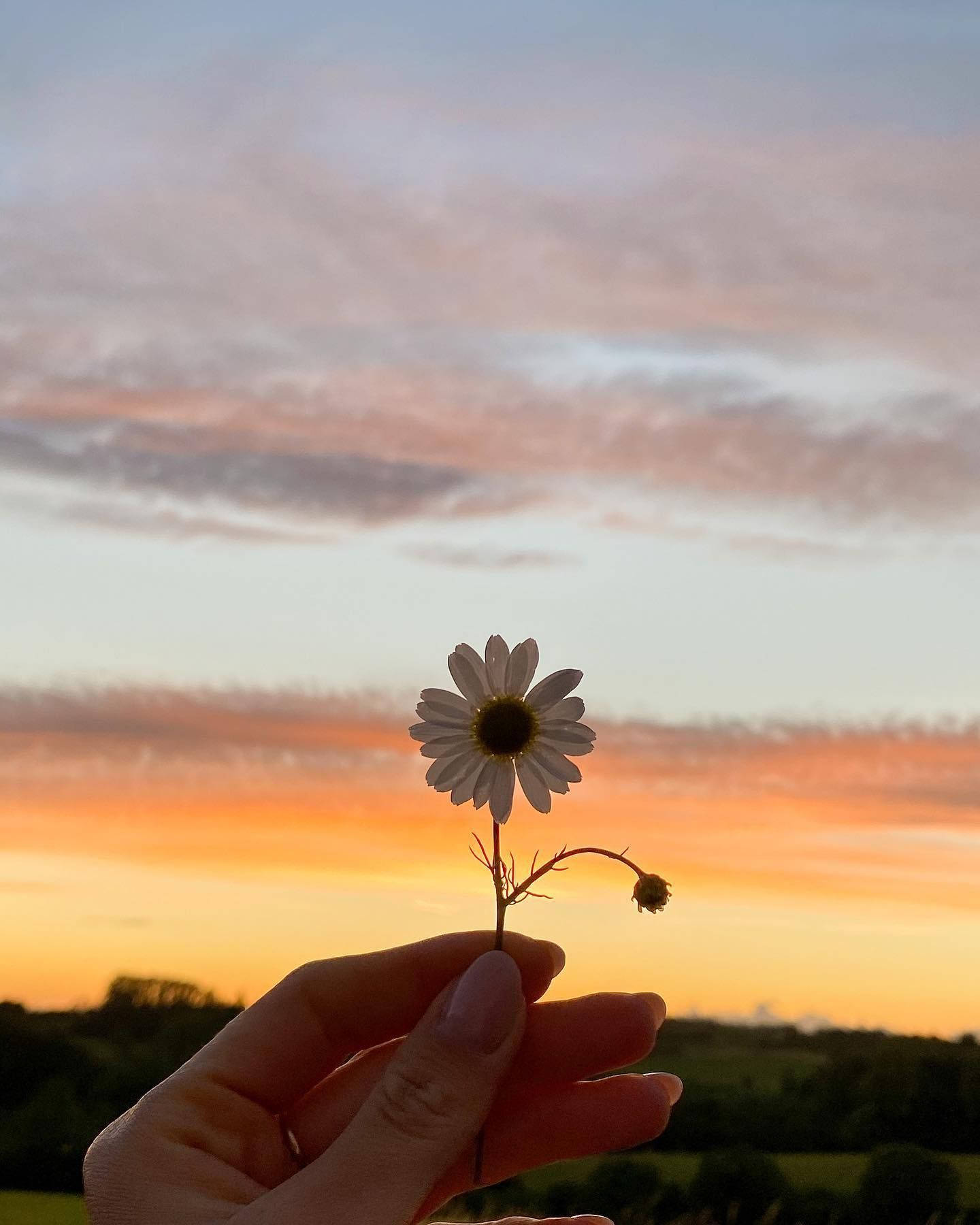 日落時手持雛菊，背景為色彩繽紛的天空