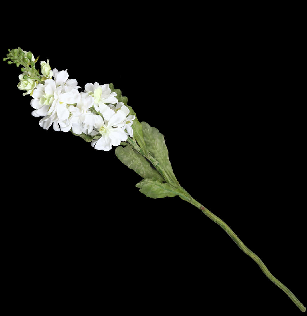 白色花枝黑底 壁紙 — 單一枝帶有綠葉的白花莖，以對角線方式排列在純黑背景上。