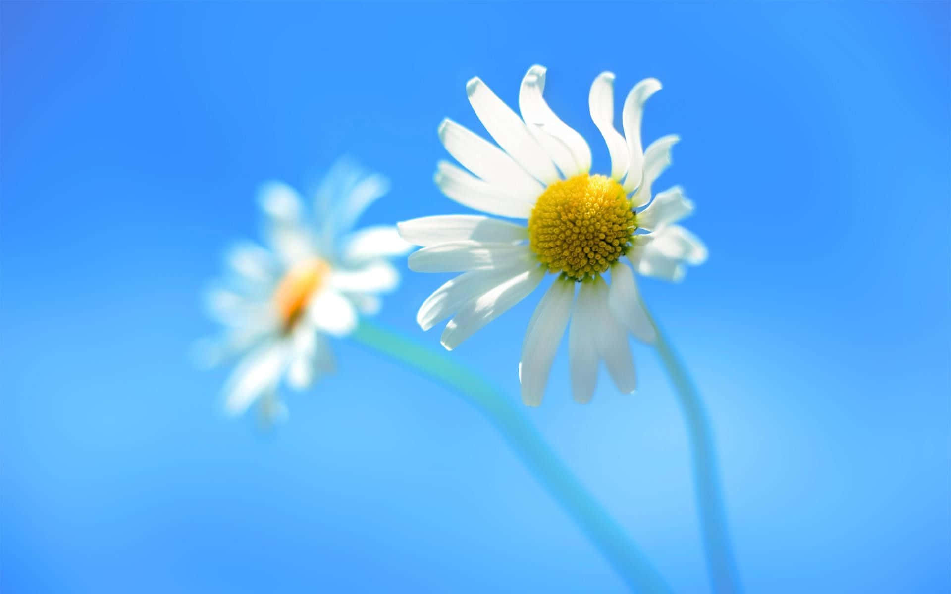 兩朵白色花瓣、黃色花心的雛菊在鮮豔的藍天下盛開。