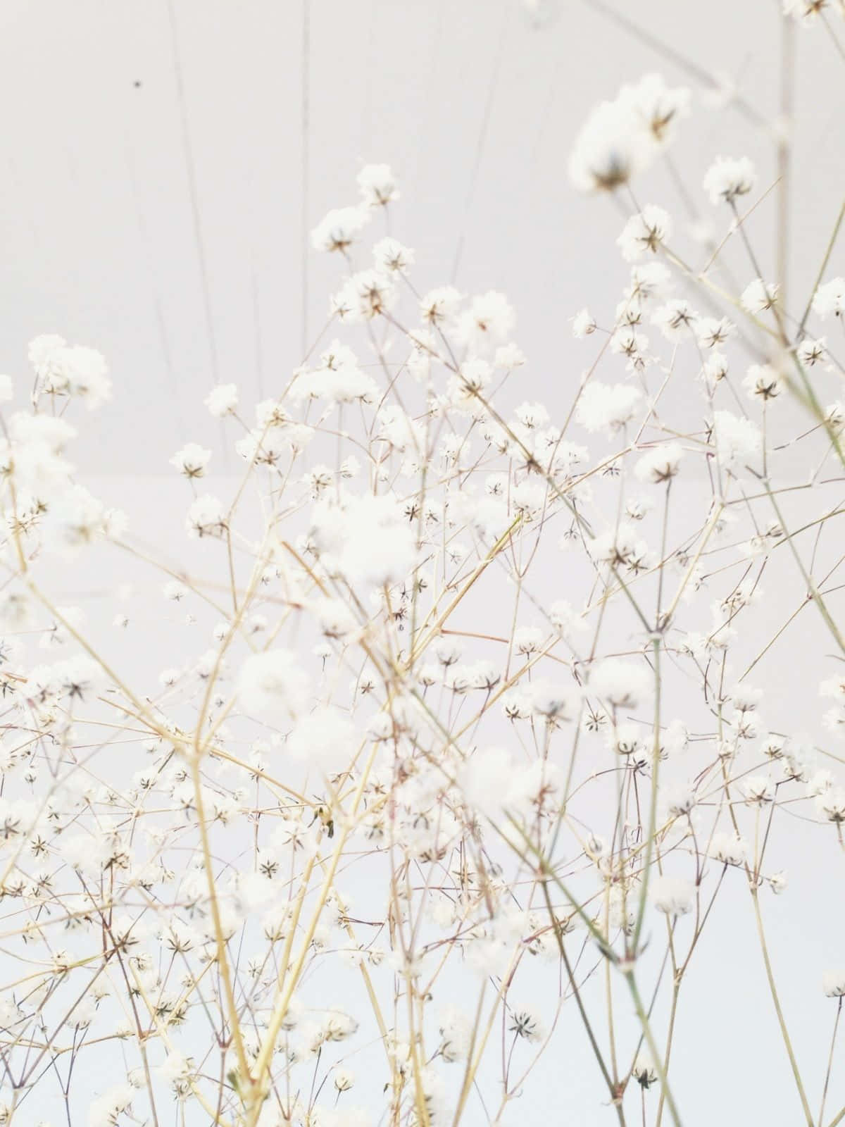 白色花瓶中的白花襯托白色天空 壁紙
