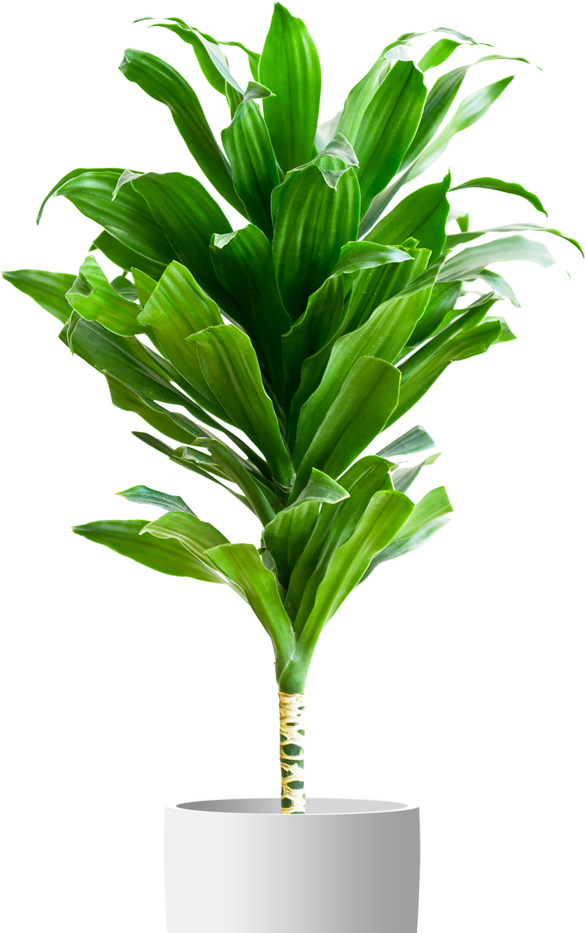 白色花盆中的綠植 壁紙 — 一株充滿活力的綠色龍血樹，長長的拱形葉片挺拔地立在一個時尚的白色花盆中，背景是純黑色。