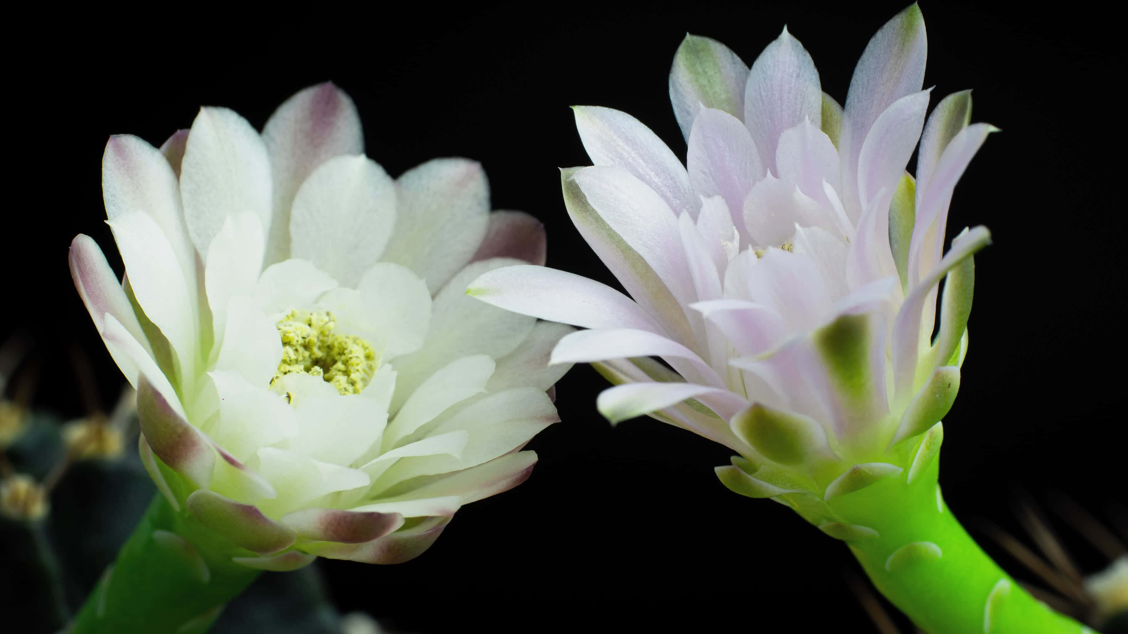 白色花蕾 4K 花朵背景 壁紙 — 兩朵精緻的白色仙人掌花在純黑色背景上綻放，帶有柔和的粉紅色邊緣和充滿活力的綠色莖。