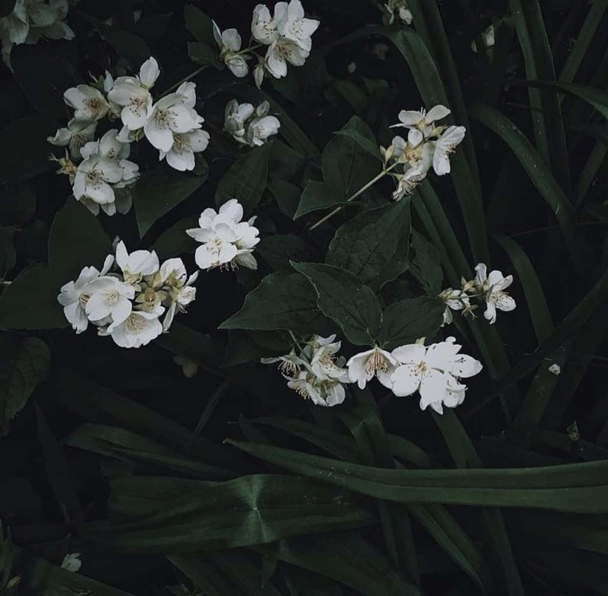  壁紙 — 白色茉莉花在陰暗花園環境中的深綠色葉子間 delicately 綻放。