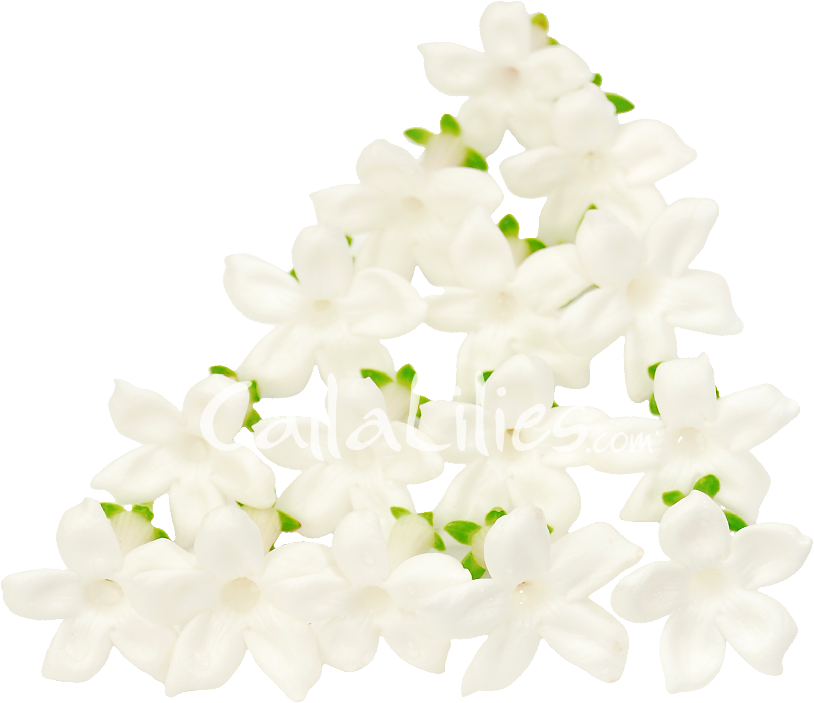 白色茉莉花束 壁紙 — 一簇純白星形花朵，帶綠色莖幹，在純黑背景上排列成三角形堆疊。