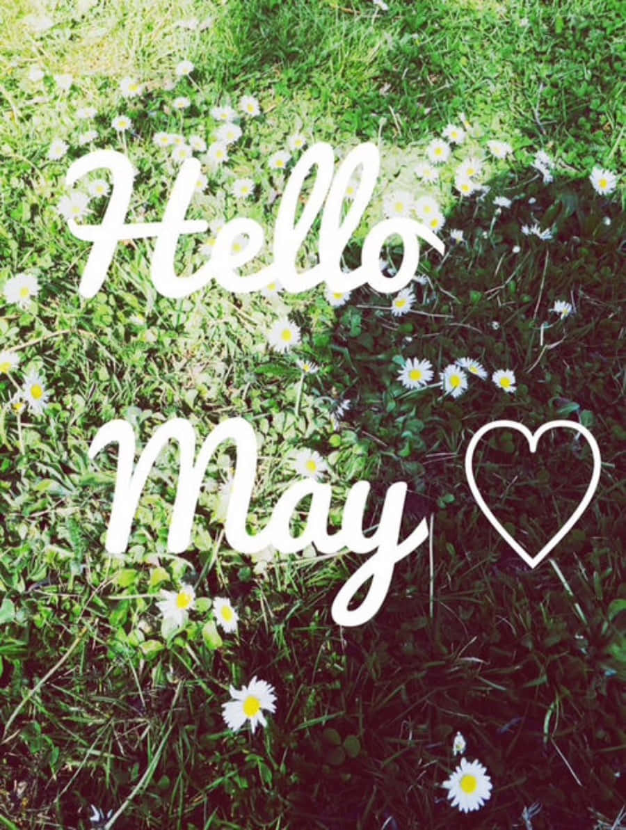 May 桌布 壁紙 — 白色草書文字 hello may 配上心形圖案，覆蓋在陽光明媚的雛菊和綠草田野上。