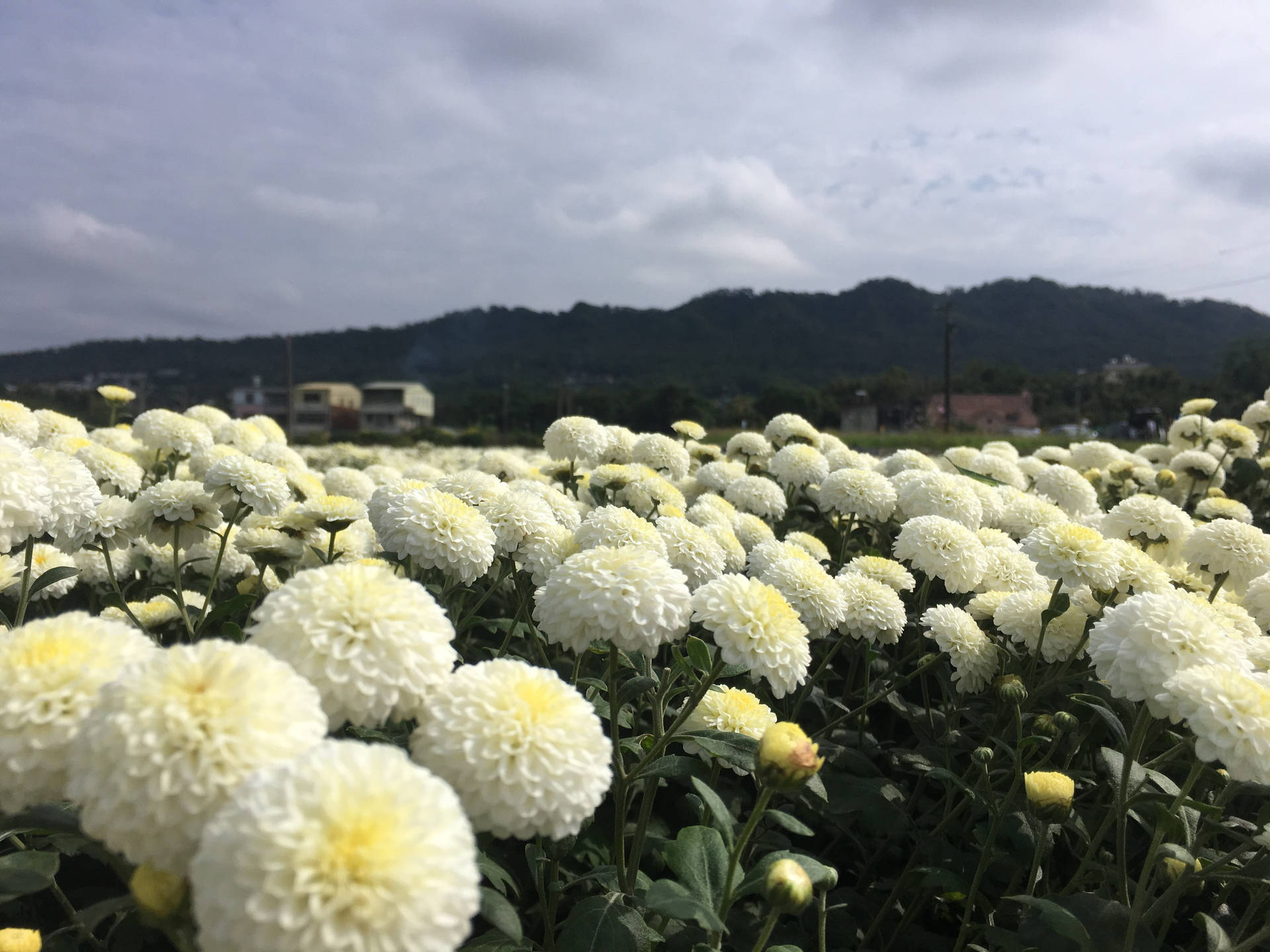陰天下以山丘為背景的白色菊花田