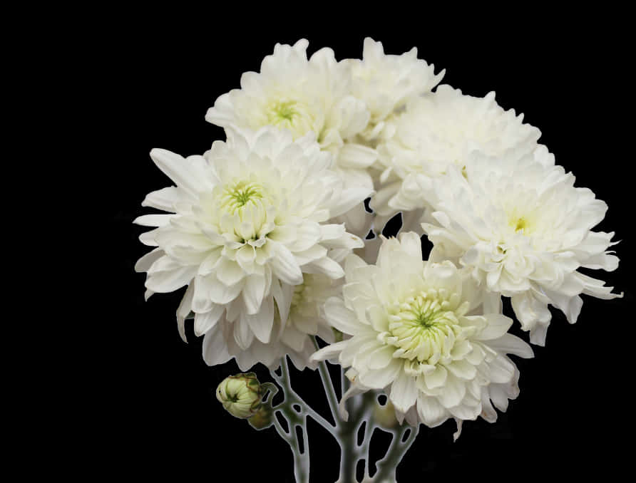 白色菊花黑底 壁紙 — 一簇純白菊花，帶有淡綠色花心，在純黑背景下綻放。