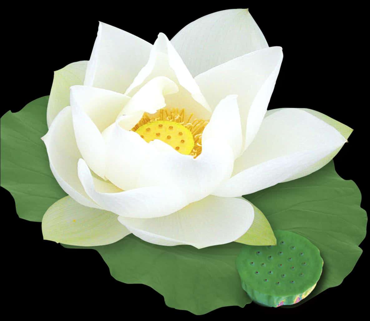 白色蓮花盛開與種子莢 壁紙 — 一朵純潔的白蓮花，帶有金色花心，在深黑色背景上優雅地綻放在茂密的綠葉之上。