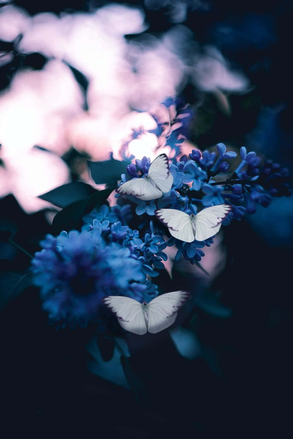 Butterfly Photography 桌布 壁紙 — 白色蝴蝶輕輕停歇在深藍色花朵上，襯托著柔和的粉紅色和深色背景。