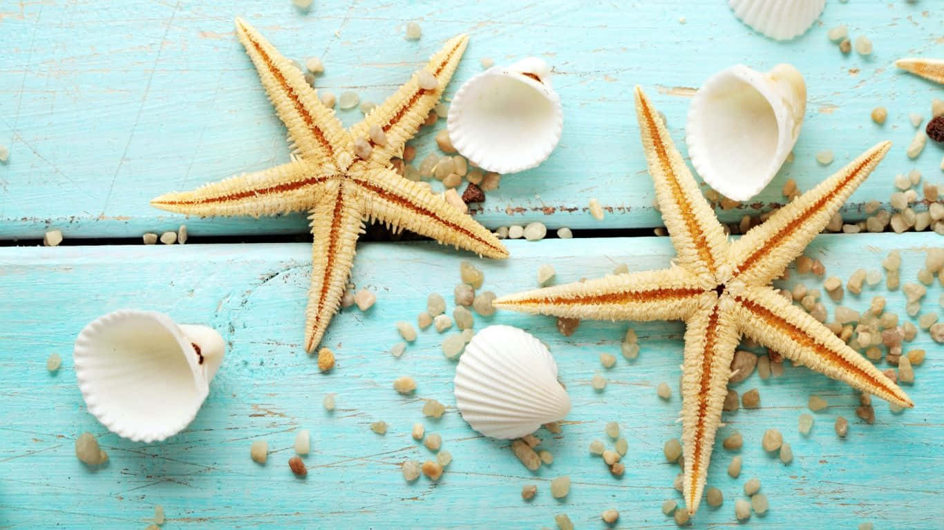 白色貝殼與黃色海星 壁紙 — 兩隻橙色的海星和散落的貝殼放在經風化的藍綠色木質表面上。