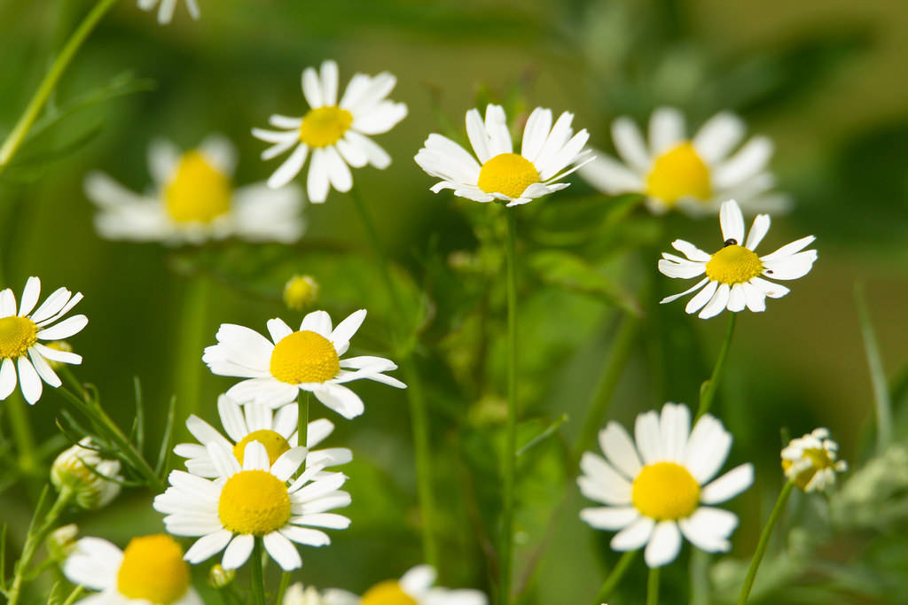 Daisy 桌布 壁紙 — 白色雛菊帶有明亮的黃色花心，在陽光明媚的綠色草地上盛開，背景柔和散景。