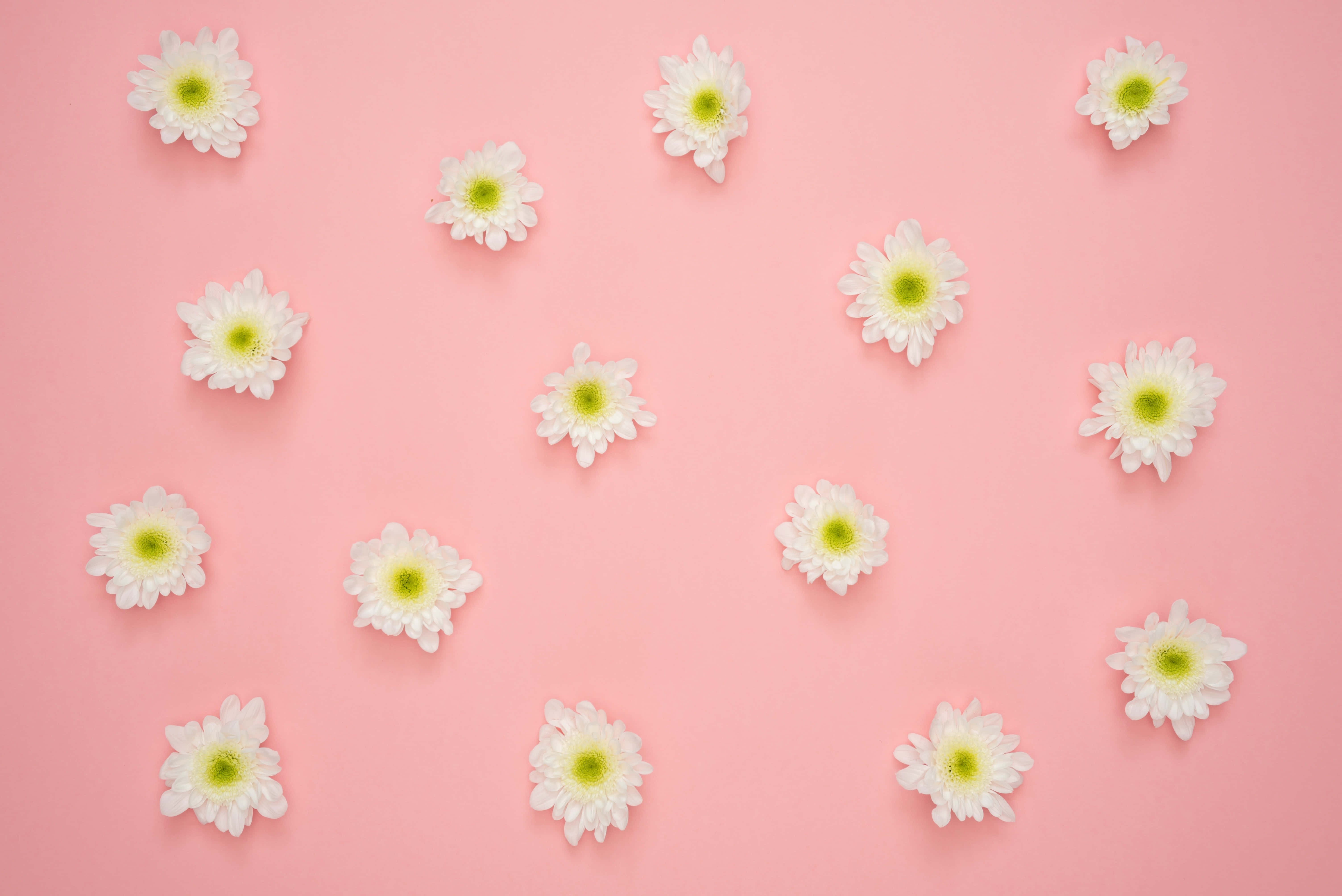 Cute Flower 桌布 壁紙 — 白色雛菊帶黃色花心散落在柔和的粉紅色背景上，以平鋪構圖呈現。