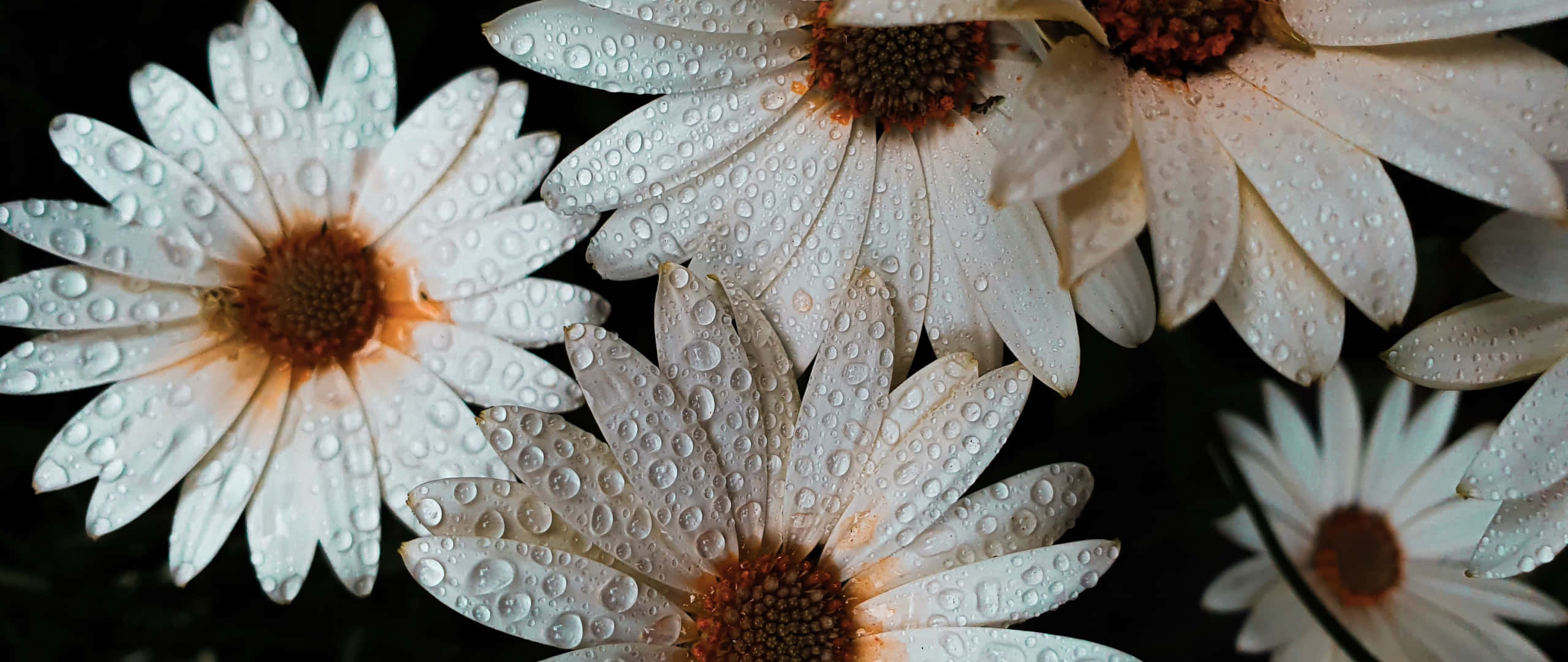 White Flowers 桌布 壁紙 — 白色雛菊的特寫，花瓣上閃爍著露珠，背景為深色。
