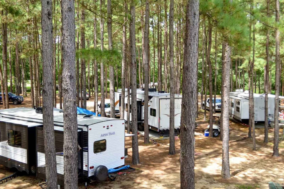Fall Camping 桌布 壁紙 — 白色露營車停泊在高大松樹之間，陽光斑駁的森林露營地。