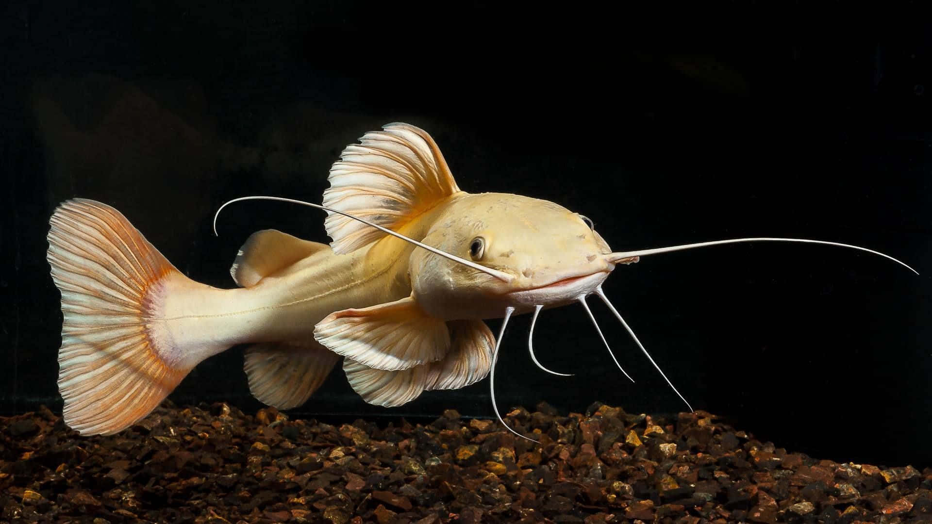 白色顯著鯰魚 壁紙 — 一條淡黃色的鯰魚，長著長長的鬍鬚，在黑色背景的水族箱中，優雅地在深色礫石上游動。