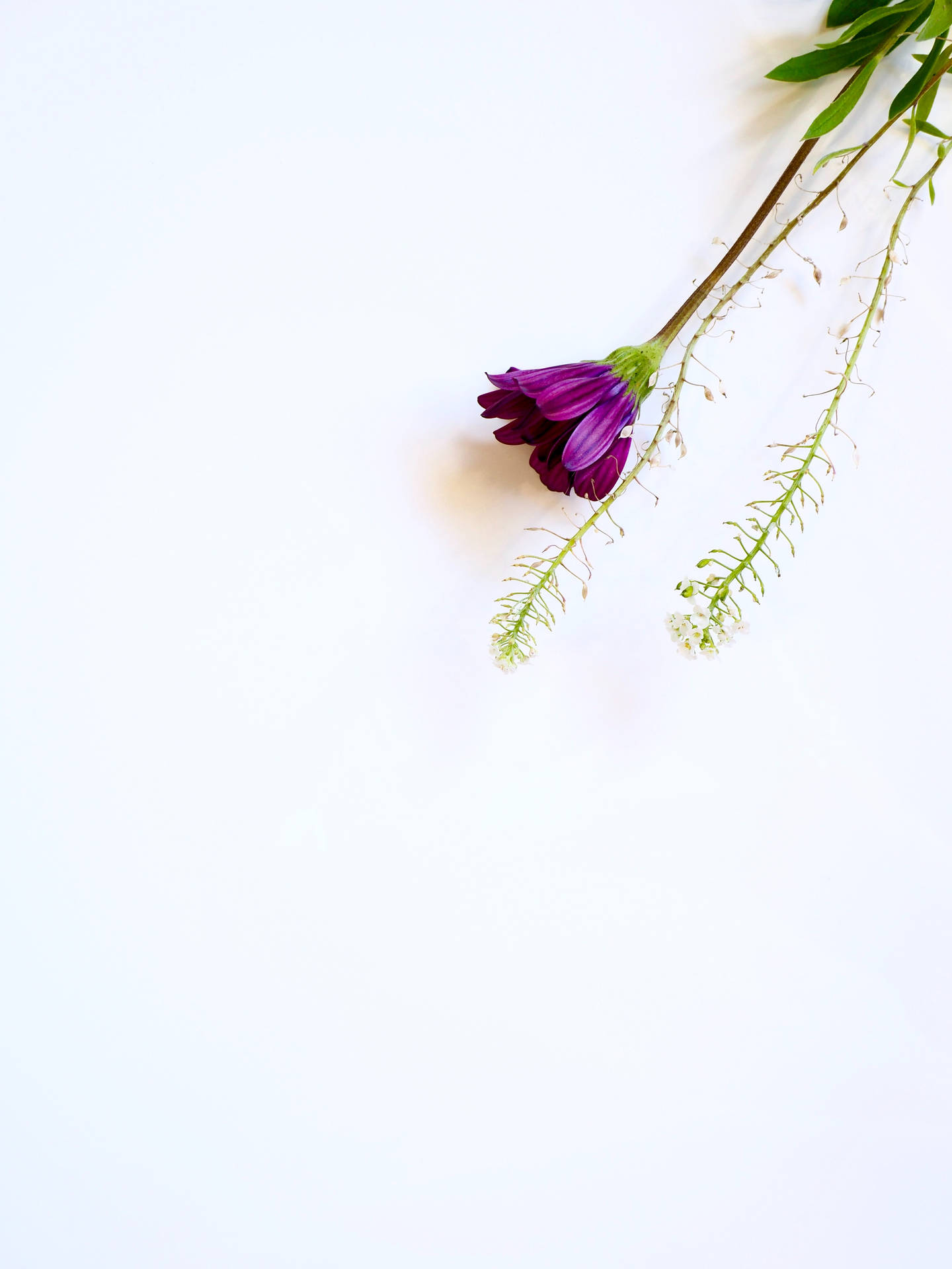 一朵紫色花朵，帶有綠色莖和白色小花，在白色表面上。