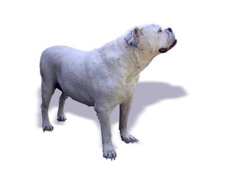 白色鬥牛犬側面輪廓 黑色背景 壁紙