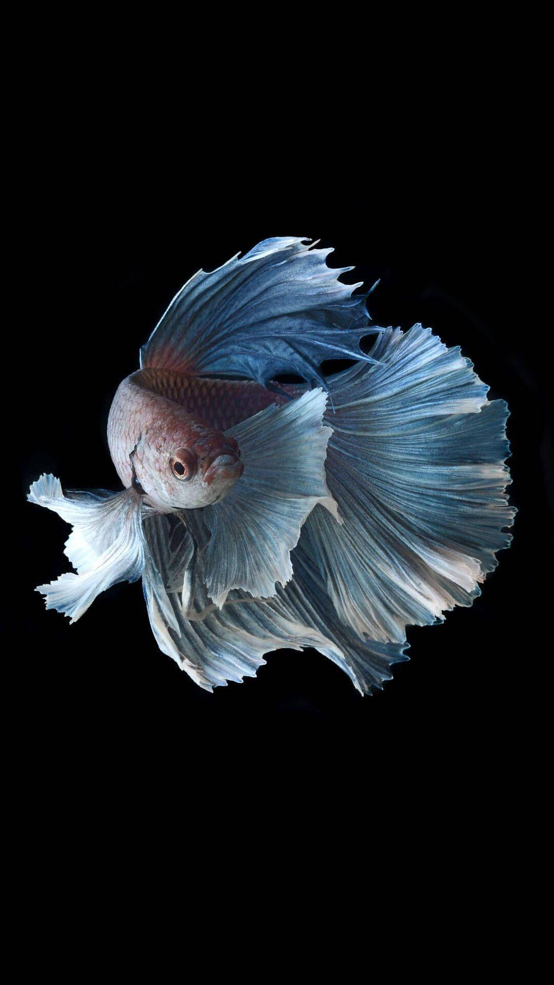 一條藍白鬥魚，流動的鰭，黑色背景。