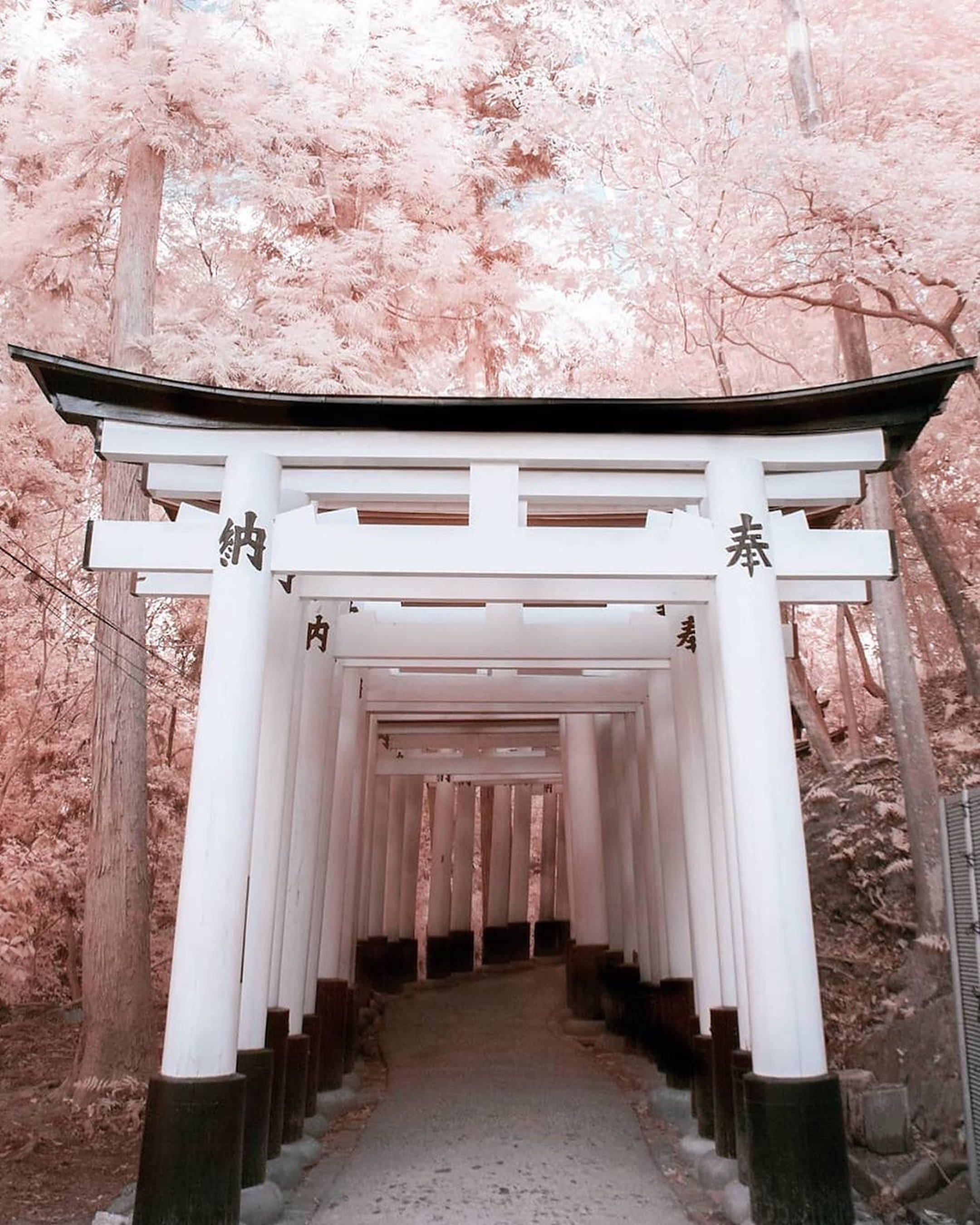 白色鳥居門 壁紙 — 一條由白色日本鳥居組成的長隧道，在柔和日光下被粉紅色樹木環繞。