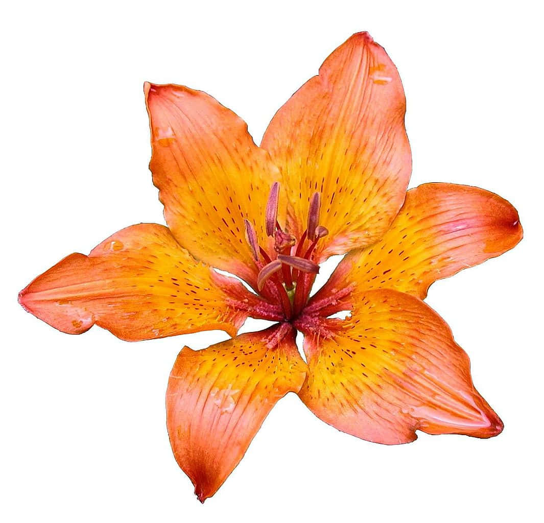 白花沐浴陽光 壁紙 — 一朵鮮豔的橙色百合花，帶有黃色中心和斑點花瓣，在純白背景上盛開。
