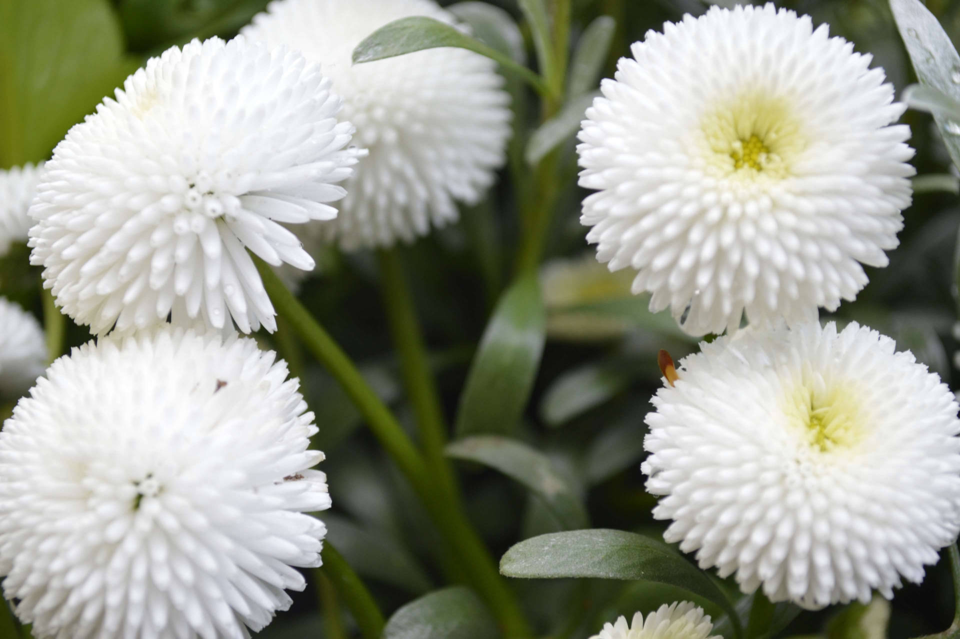 花園入面有黃色花心同綠葉嘅 fluffy 白色雛菊。