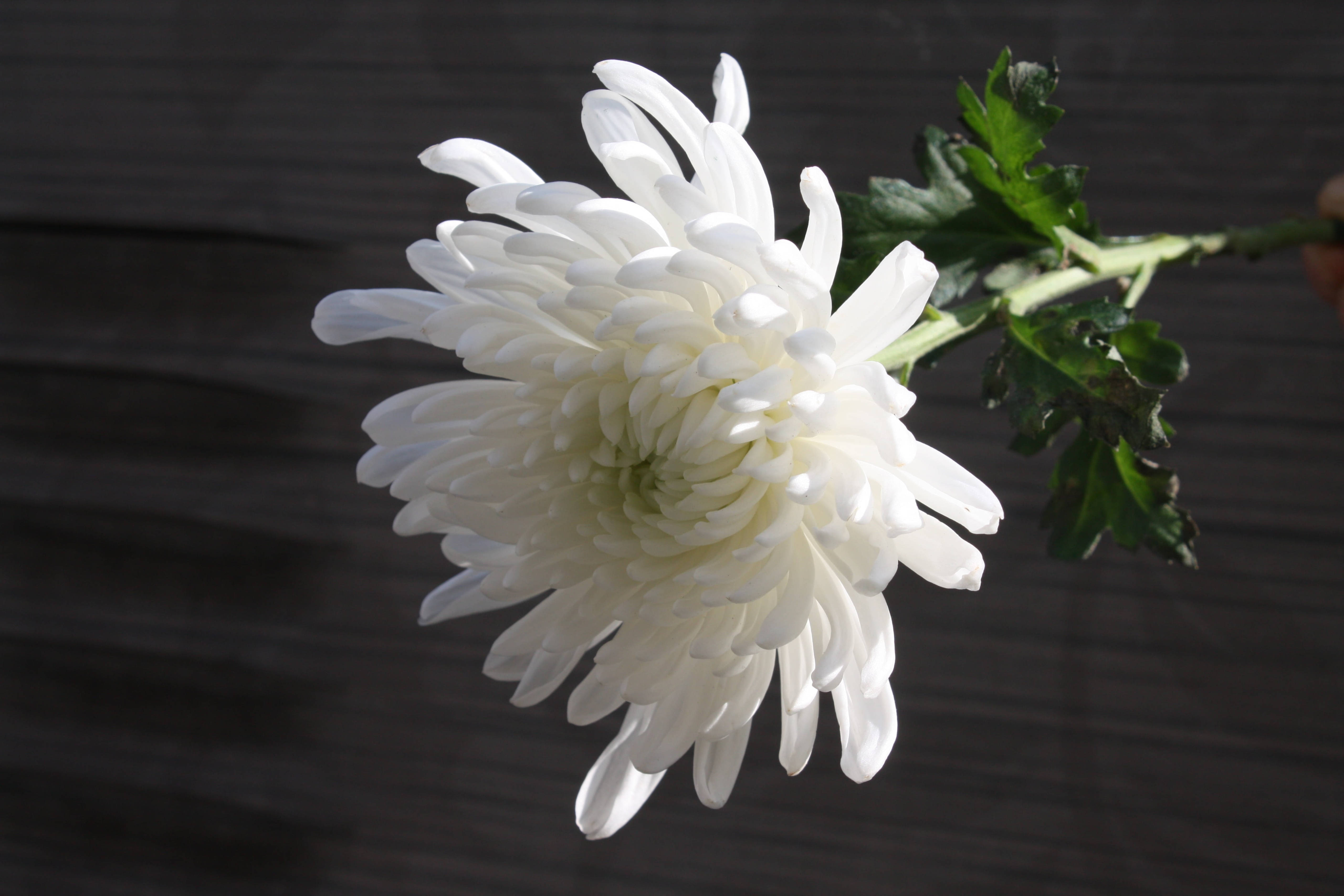 白菊花 壁紙 — 一朵白色菊花，花瓣細緻，在深色木質背景上綻放。