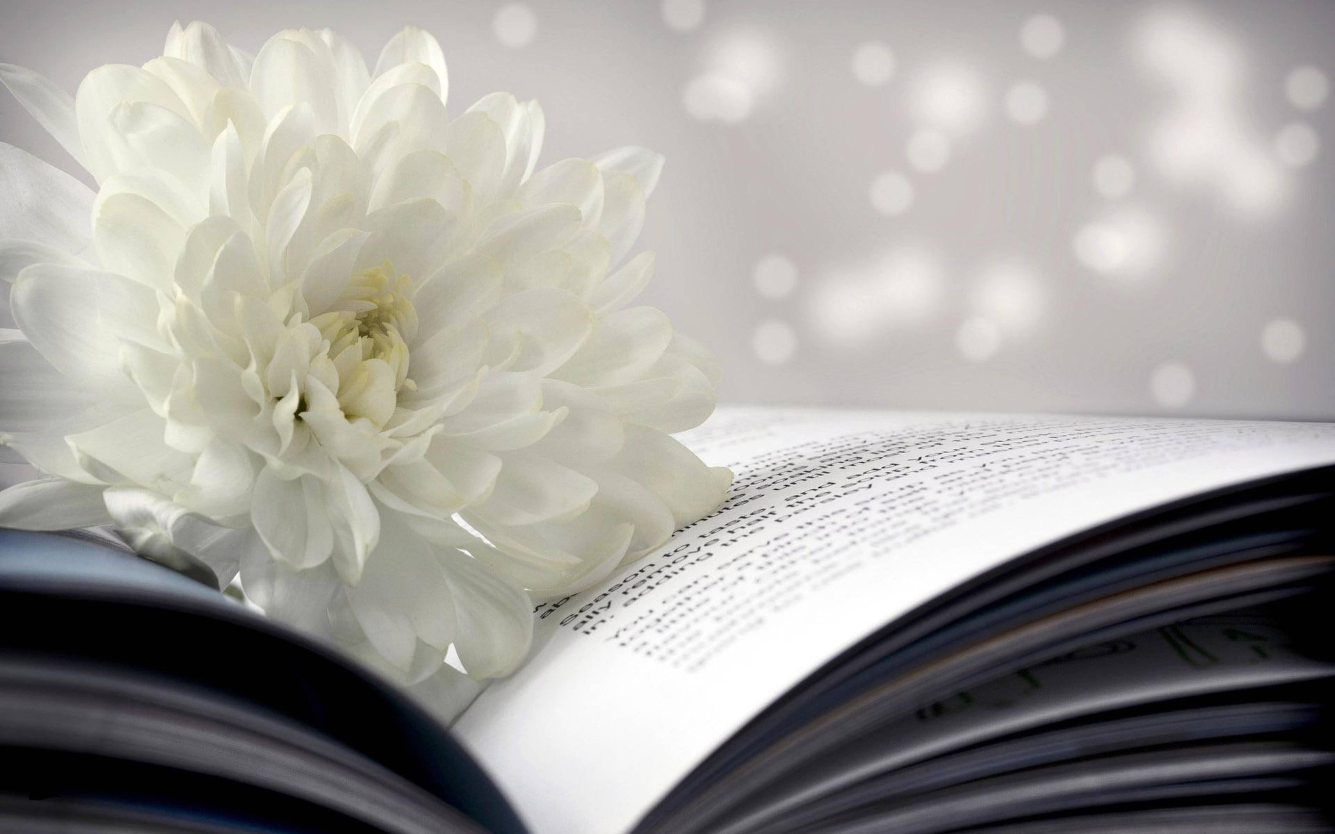 白菊花與書本特寫 壁紙 — 一朵純淨的白菊花輕輕地放在一本打開的書上，背景是柔和模糊的散景。