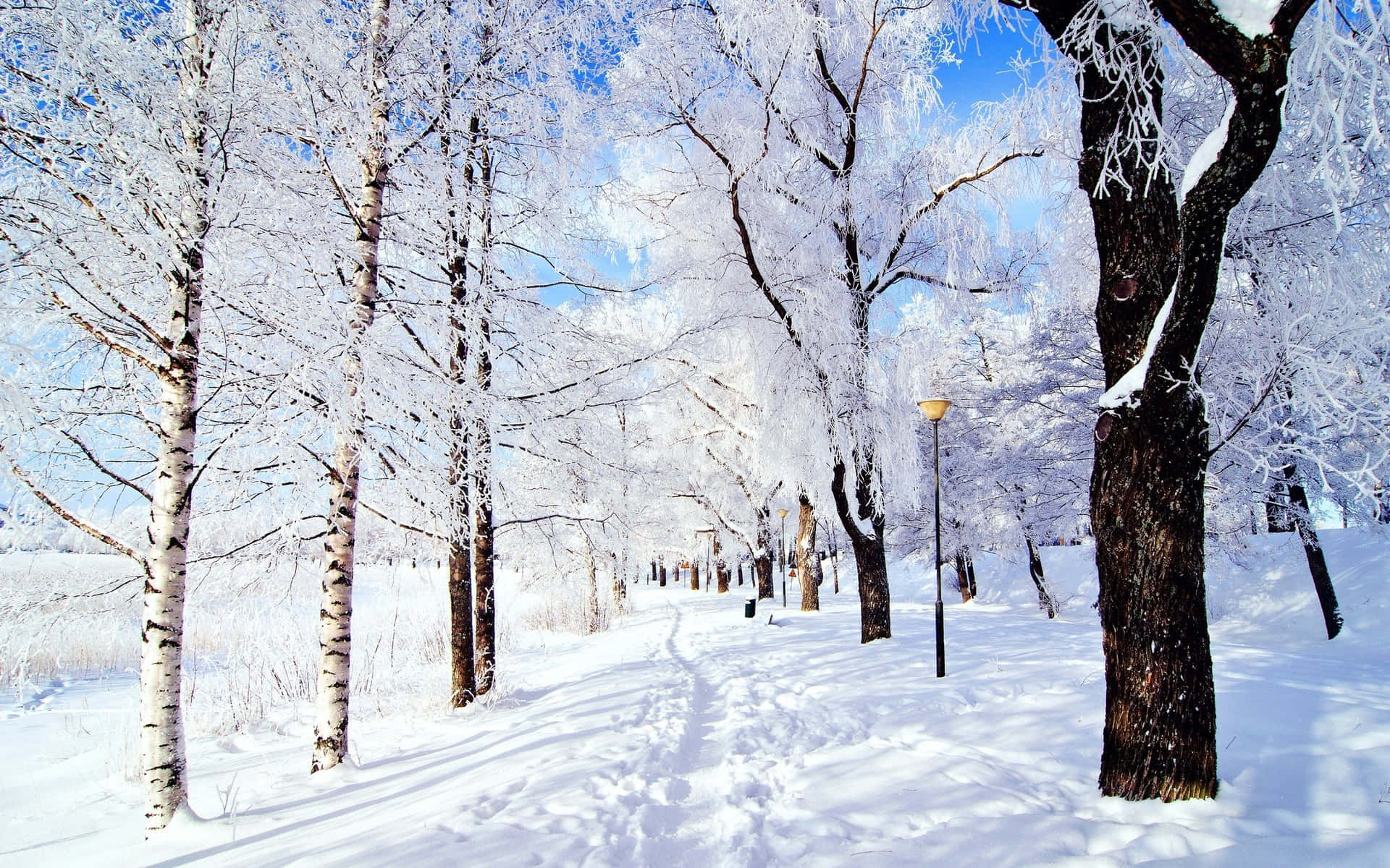 積雪的小徑兩旁是結霜的白樺樹，在明亮的藍天下。