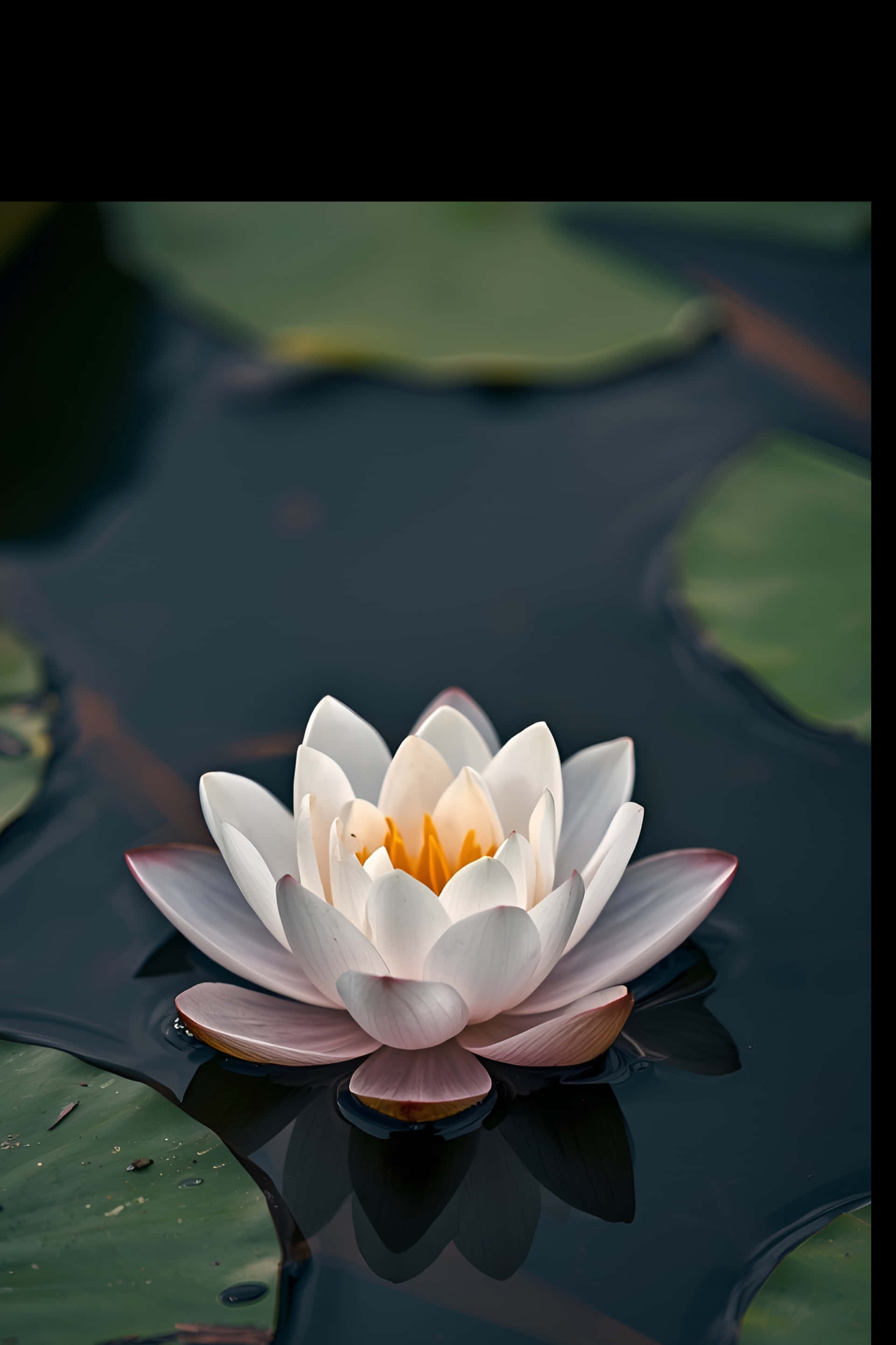 白蓮花浮於深色水面壁紙 壁紙 — 一朵純潔的白色睡蓮，帶有金色花心，在黑暗的水面上優雅綻放，周圍環繞著綠色睡蓮葉。