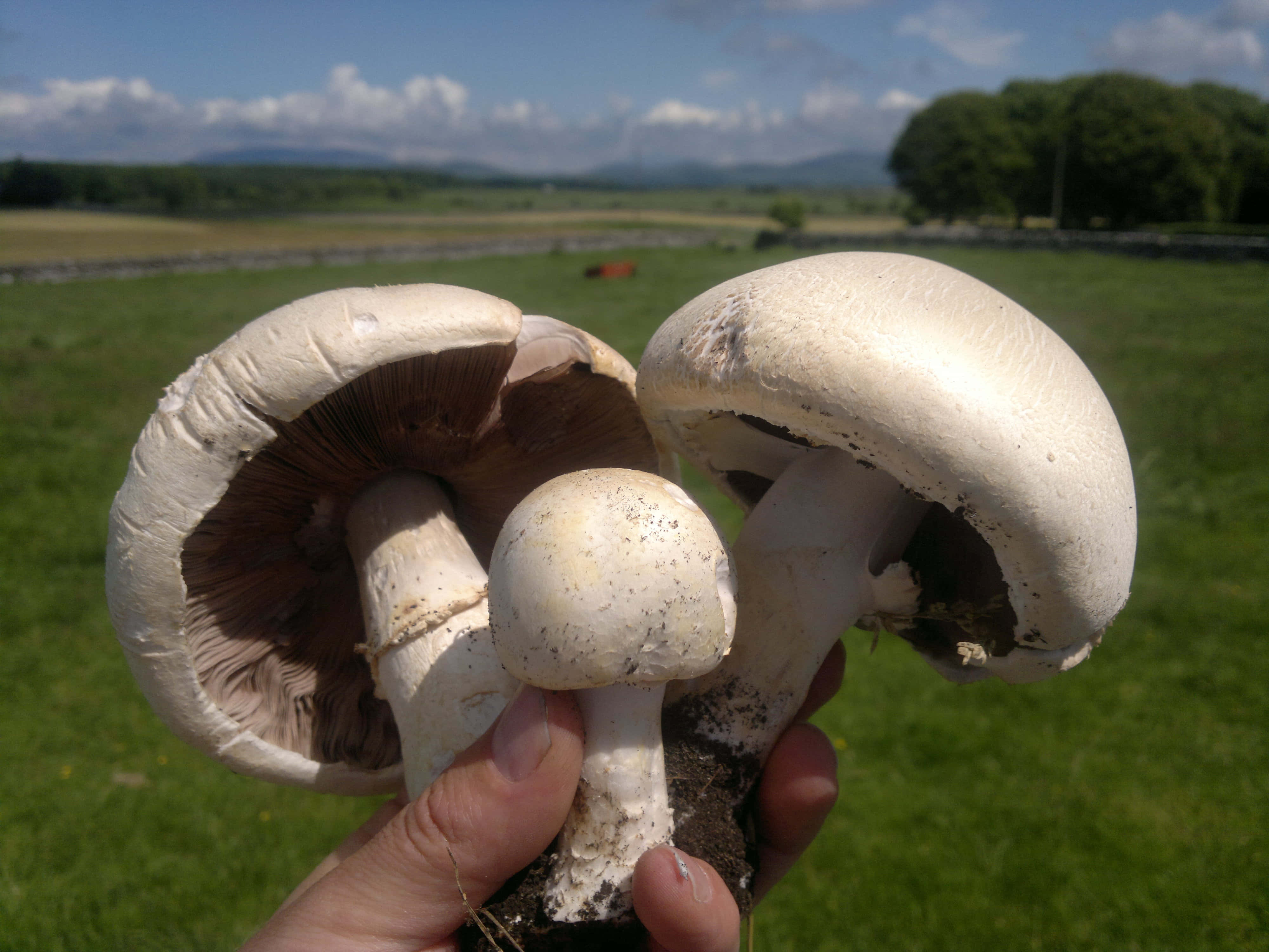 白蘑菇種類圖片 壁紙 — 手裡拿著三個剛採摘的蘑菇，白色菌蓋和棕色菌褶，背景是陽光明媚的綠色田野和遠處的山丘。