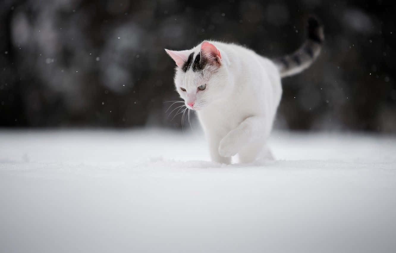 白貓在雪地行走圖像 壁紙 — 一隻帶有黑色斑紋的白貓在寧靜的冬日場景中優雅地走過飄落的雪花。