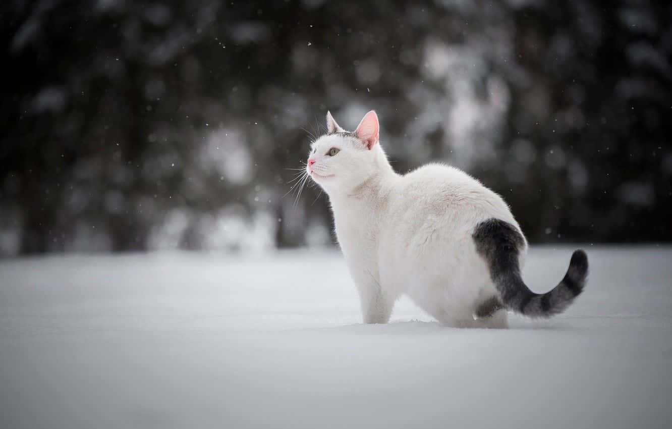 白貓雪地探險圖片 壁紙 — 一隻白色貓咪，有著灰色尾巴，警覺地坐在飄落的雪中，背景是模糊的冬季森林。