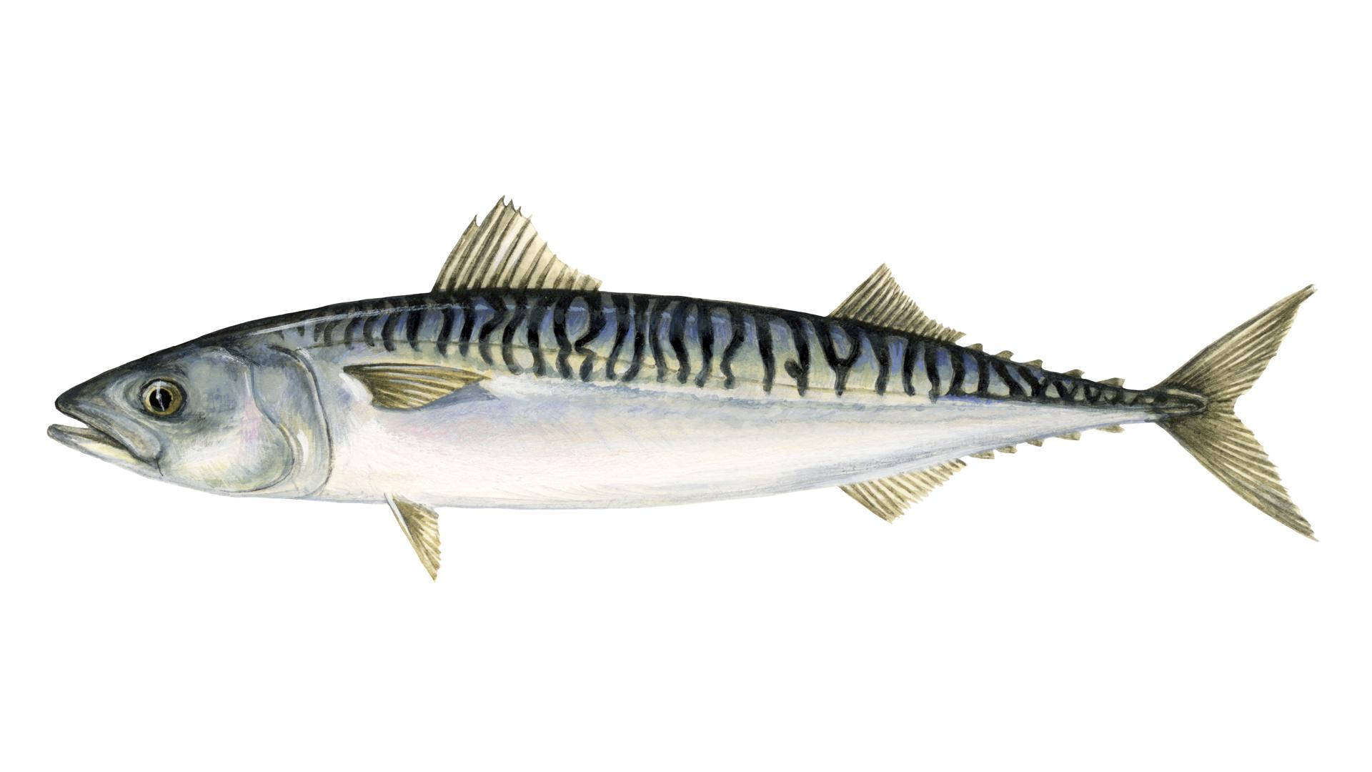 白身鰹魚插圖 壁紙 — 一條鯖魚的詳細插圖，銀色身體帶有深色波浪條紋，背景為純白色。