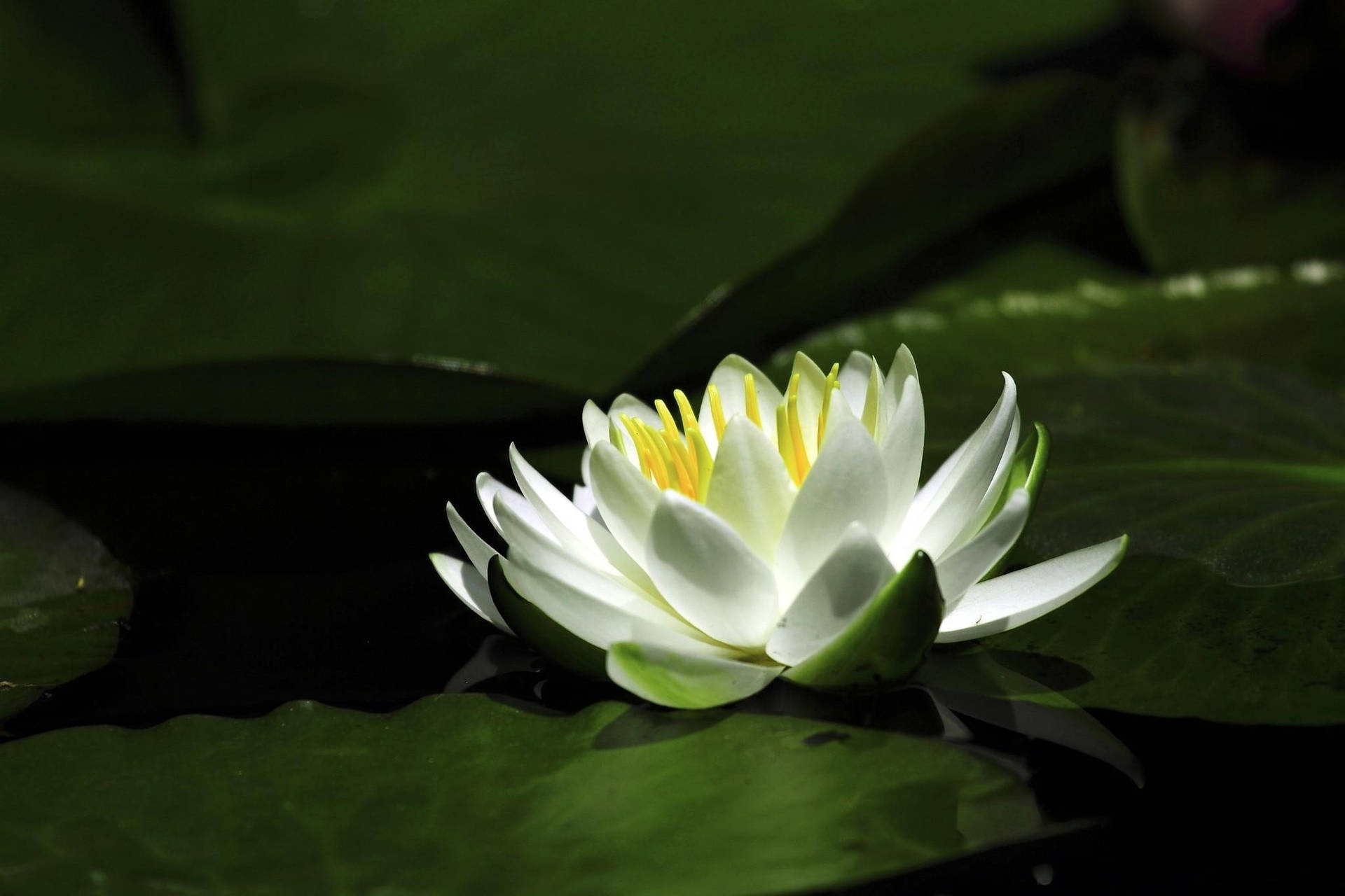 白色睡蓮，黃色花心，漂浮在深綠色睡蓮葉上，水面平靜。